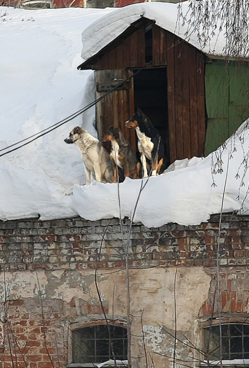 Прикольные собаки