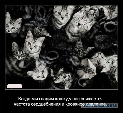 Интересные факты о кошках в картинках, 90 штук
