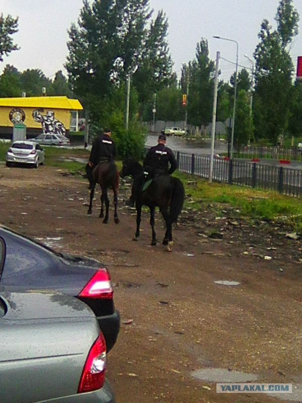 В Саратове полицейские лошади умирают от истощения