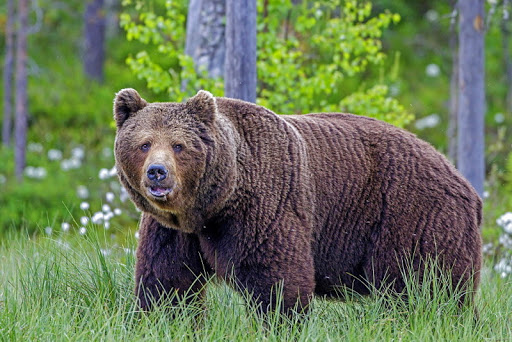 В Ярославле медведь напал на пешехода