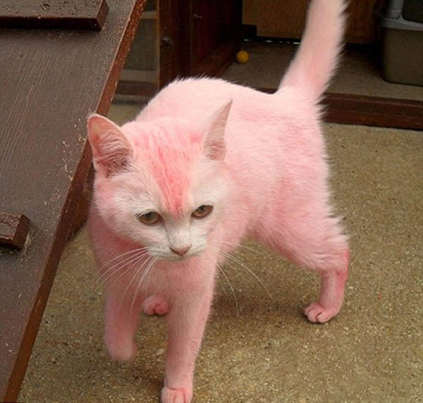 Самый розовый котяра в мире