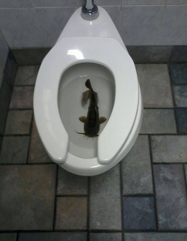 Вот, что можно увидеть в общественном туалете. И офигеть!