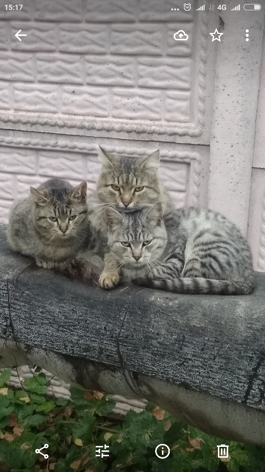 В каждой кошке живет гениальный актер