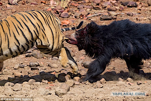 Молодой медведь принял в штыки попытки индийских лесников выгнать его из воды и вернуть в чащу
