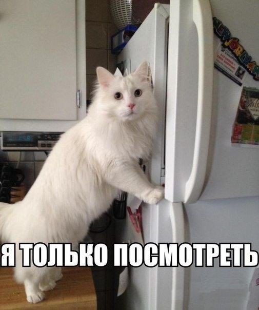 Коты, которые пытались что-то украсть