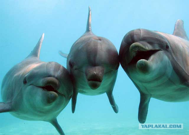 У дельфинов есть свой Сусанин
