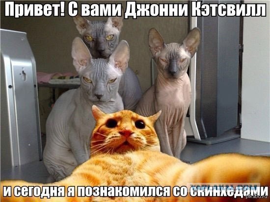 Селфи с котом