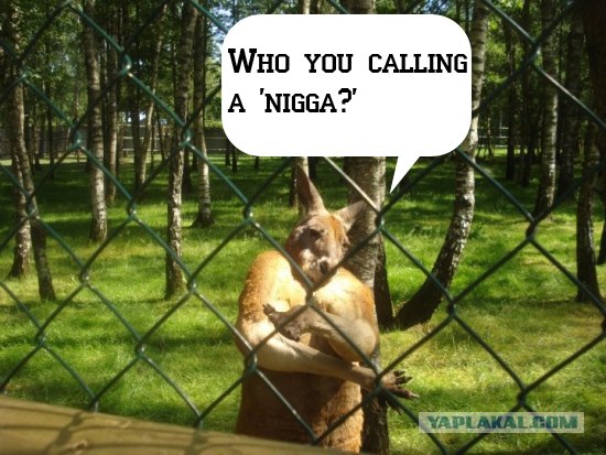 Gangsta kangaroo