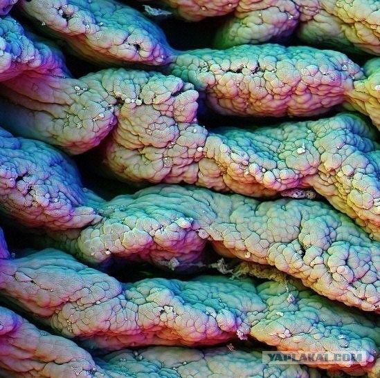 Микро-изображения из глубин человеческого тела