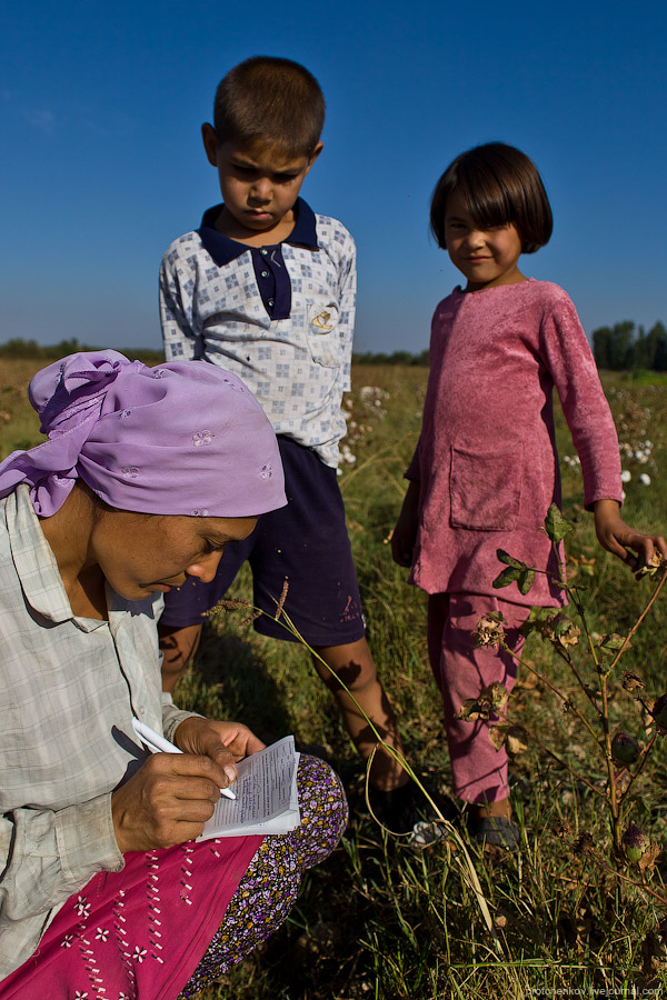Как собирают хлопок в Узбекистане
