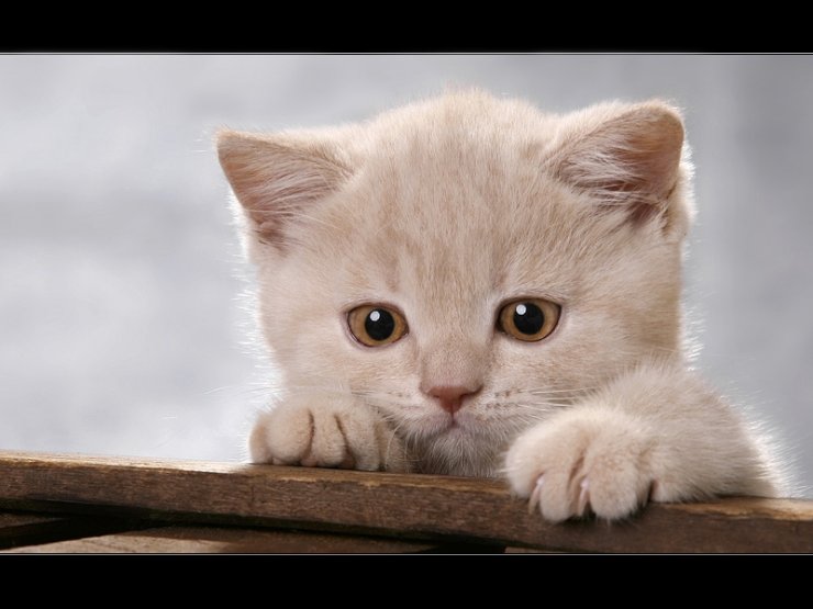 Журнал Винкс и Поняши "Euro Cats "1 номер Журнал Винкс и Поняши "Euro Cats "1 номер