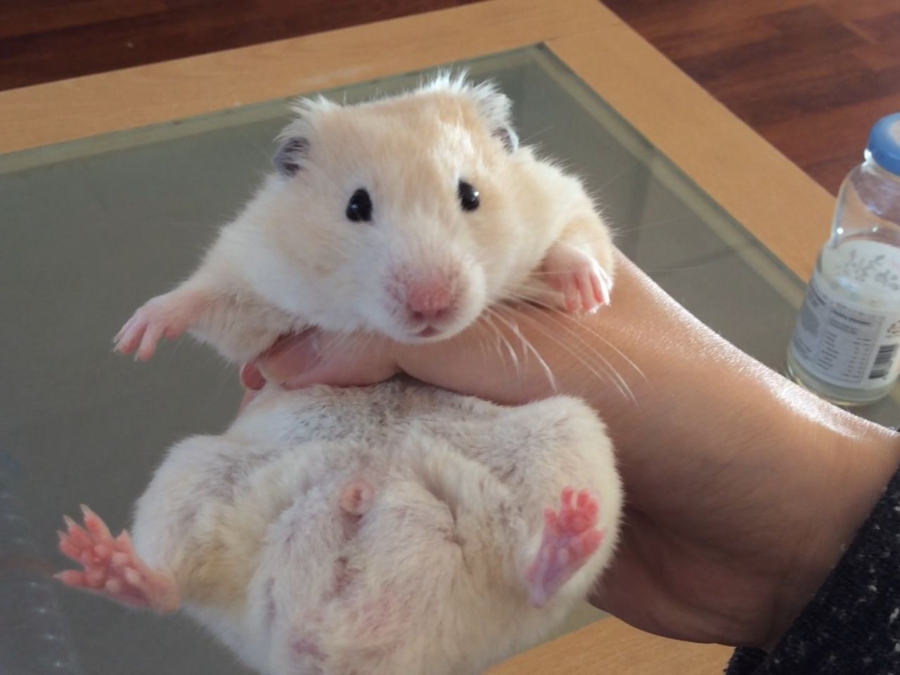 Hamster xxxl