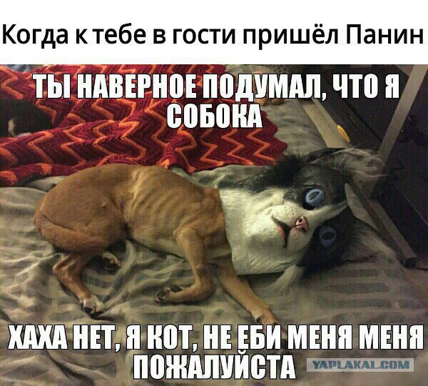 Панин Ебал Собаку Без Цензуры