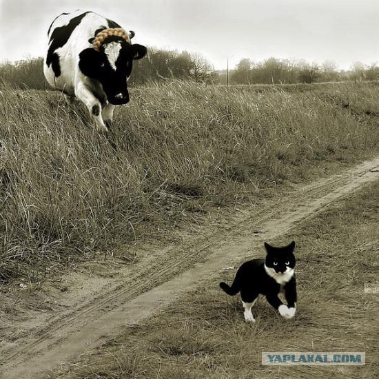 Фотожаба: Кот и корова