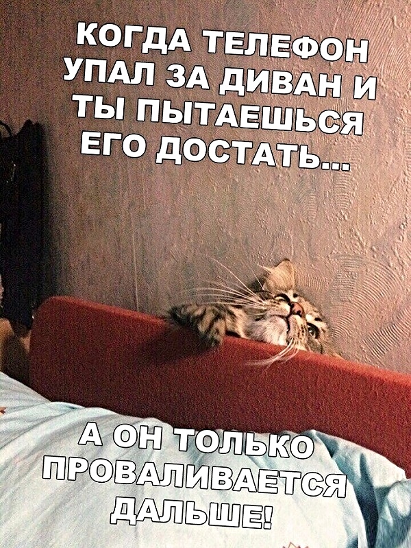 Картинки с котами и про котов