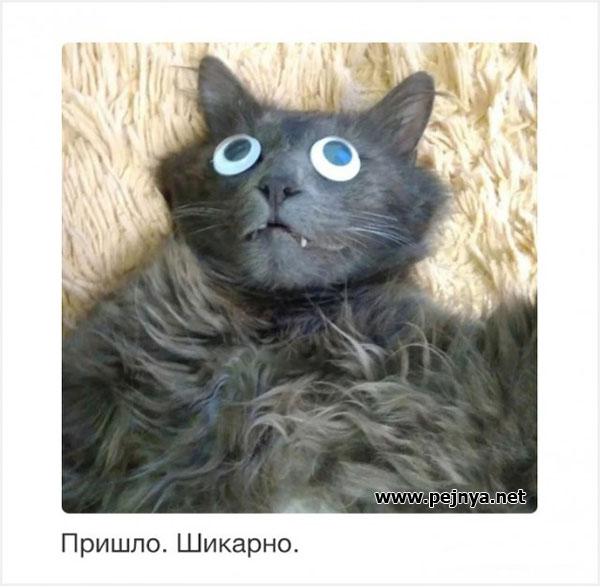 Котаны...