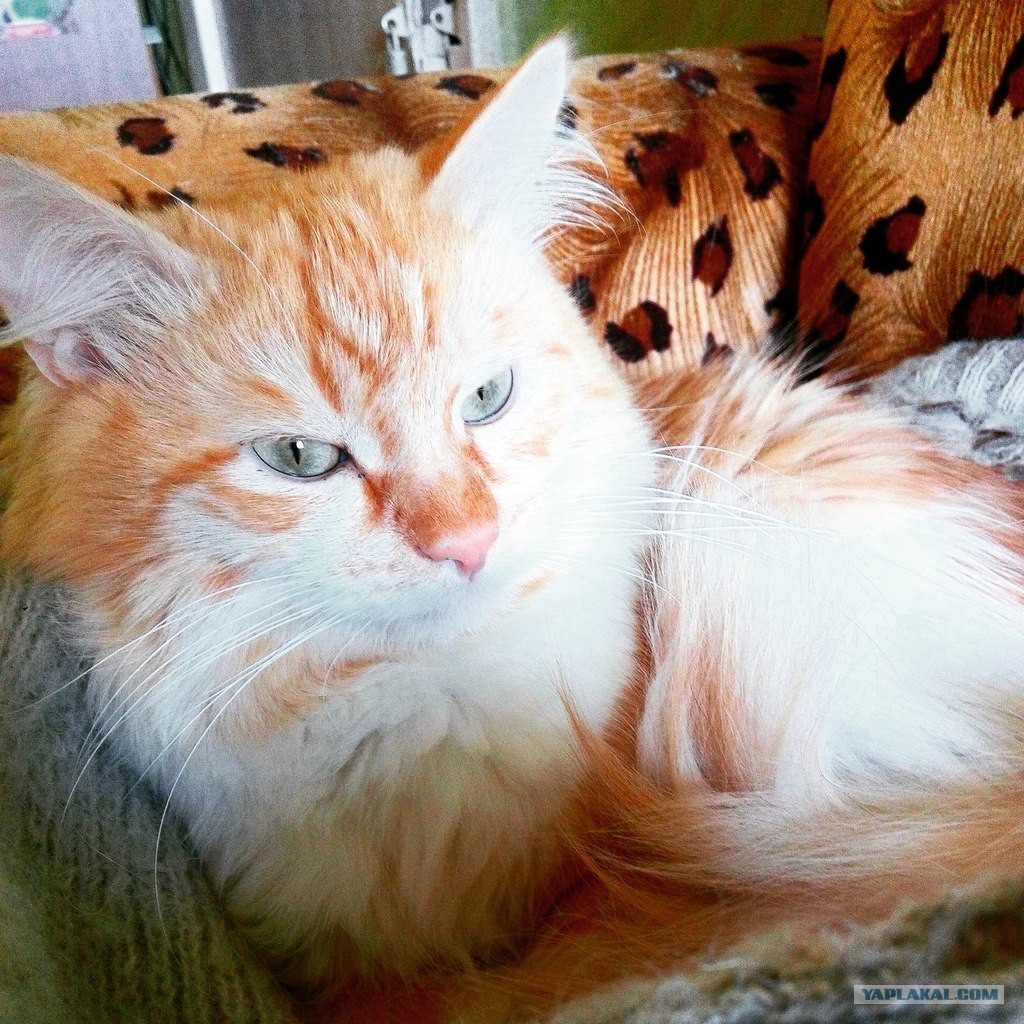 Клички связанные с котами Клички связанные с котами
