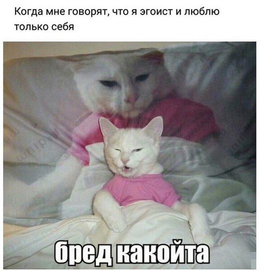 Коты и Кошки