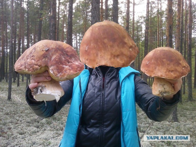 Вот такие белые грибы растут в Сургуте!