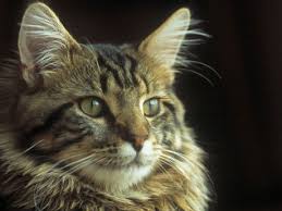 Дворянская порода кошек