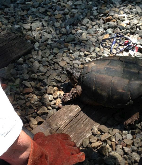Как спасали черепаху, застрявшуя на жд-путях