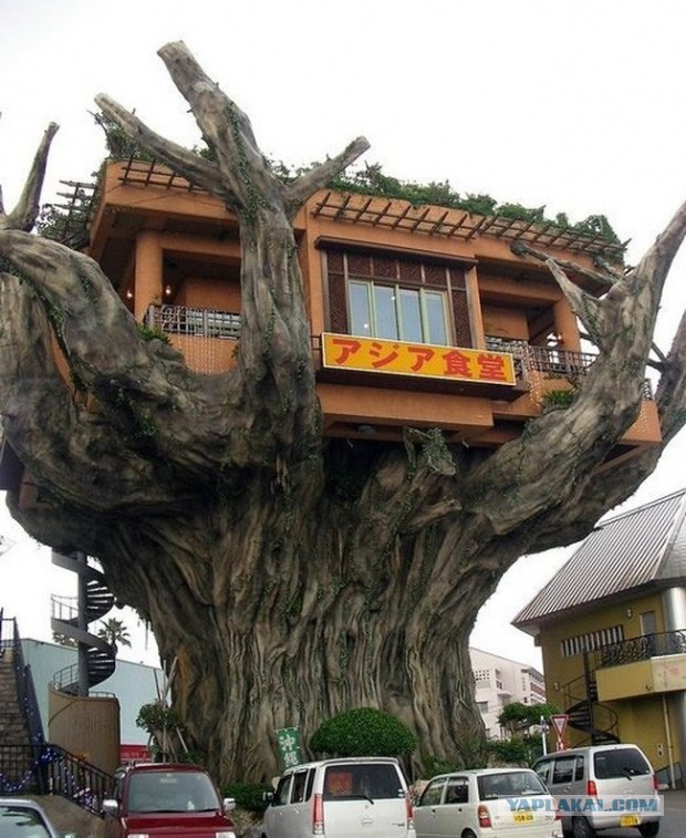 Дерево-ресторан (6 фото)
