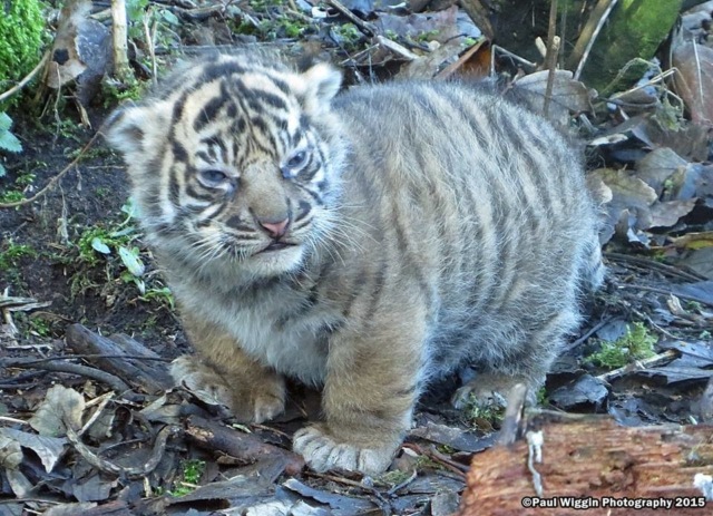 Фотожабы: Недовольный и толстенький тигрёнок