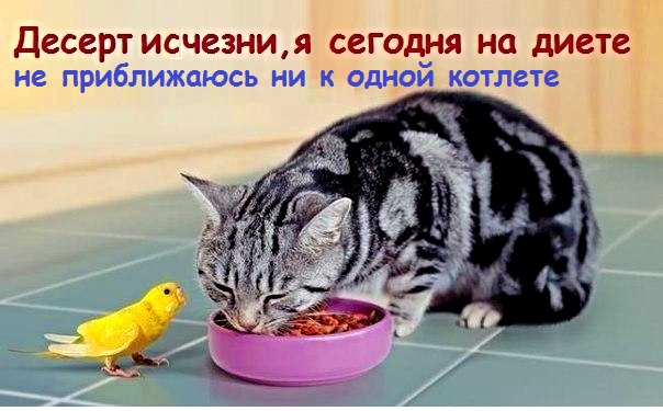 Картинки с надписями с котами и про котов