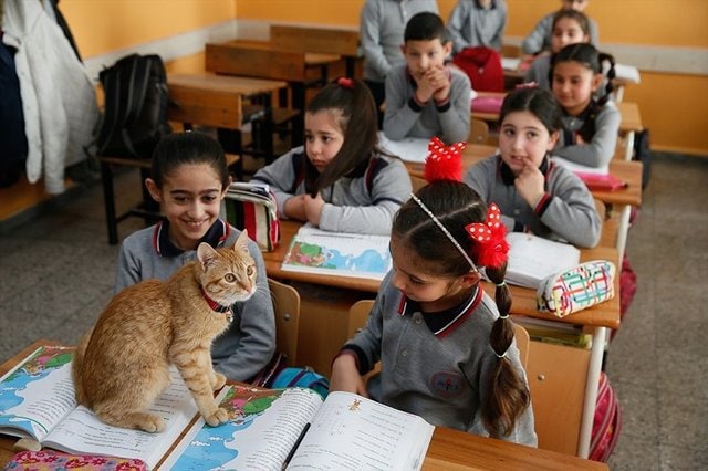 “Верните нам учёного кота!” Школьному любимцу запретили появляться на уроках – и тогда дети стали писать ему письма