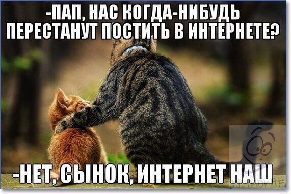 Коты из ваших этих интернетов