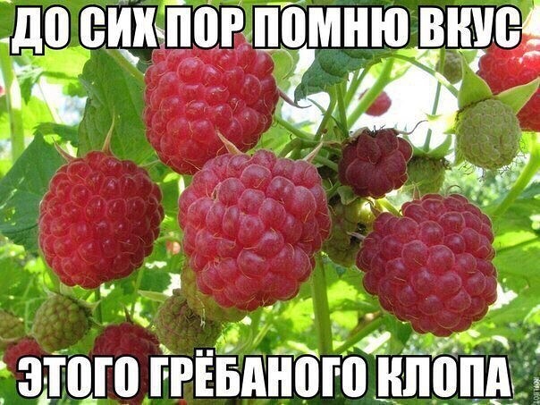 Веселые картинки