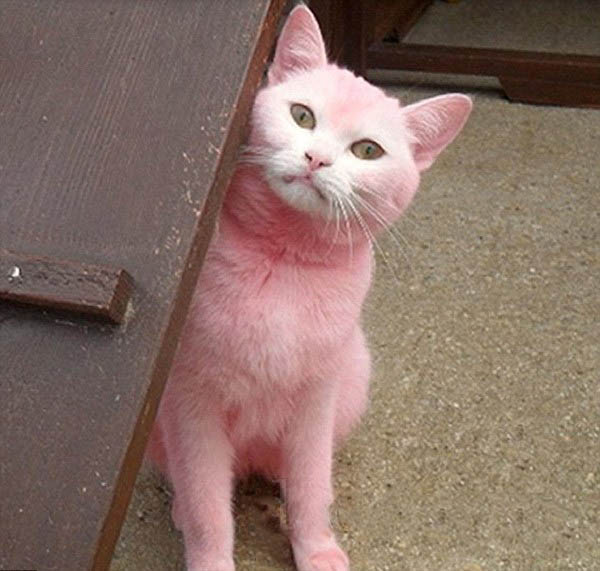 Самый розовый котяра в мире