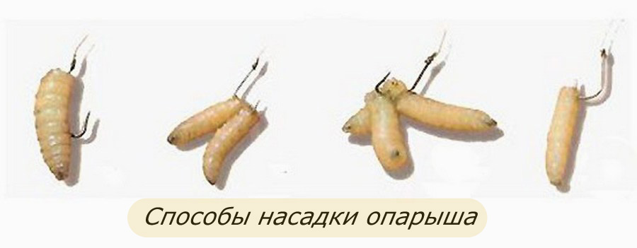 насадка рыболова насадка рыболова