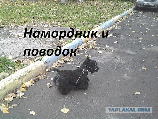 Собака должна быть на поводке! Негодования пост или как на нас опять напала собака