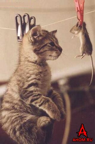 Кошки-мышки. КОШКИ vs МЫШЕЙ