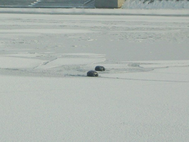 Тюлени в Москве