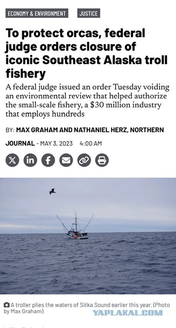 Россия стала первой в мире по добыче лосося. "Рекорды" перед выборами.