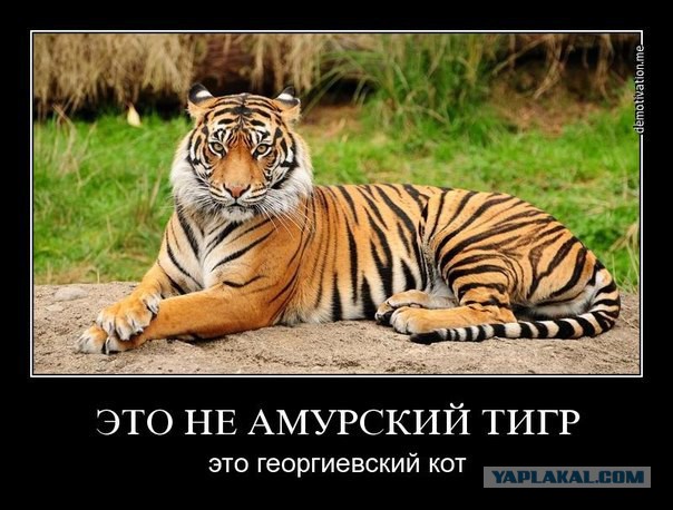Не тигр, а наш кот!