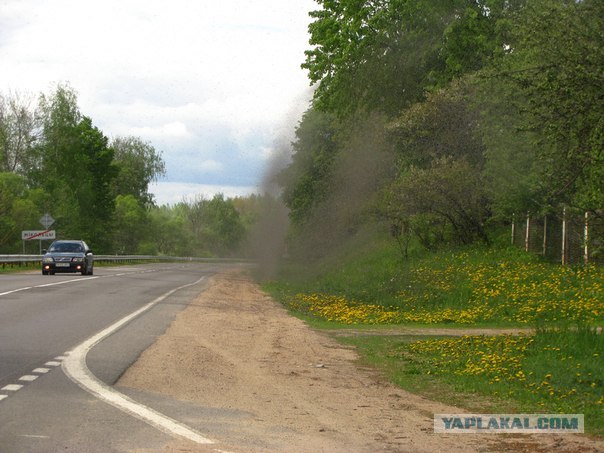 Комары закрыли небо над Нарочью (Беларусь)