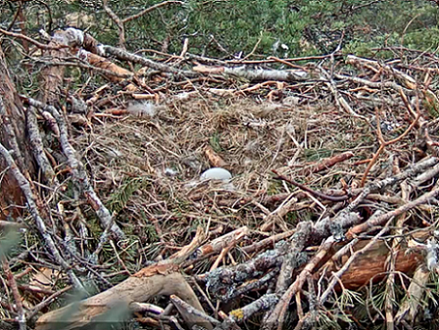 Гнездование Орлана-белохвоста