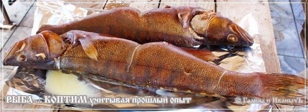 Копчение судака в домашних условиях в коптильне горячего копчения