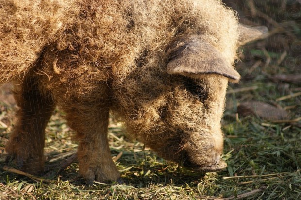 Шерстистая свинья породы Мандалица