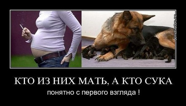 Семейство волчьи, или ые - это
