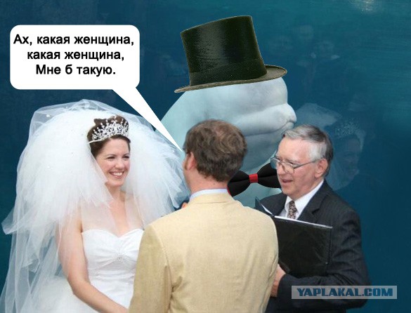 Белый кит испортил свадебное фото