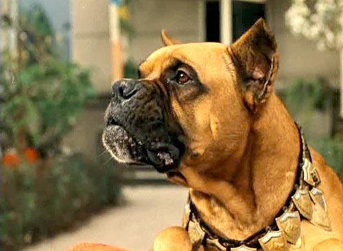 7 самых популярных пород собак в СССР