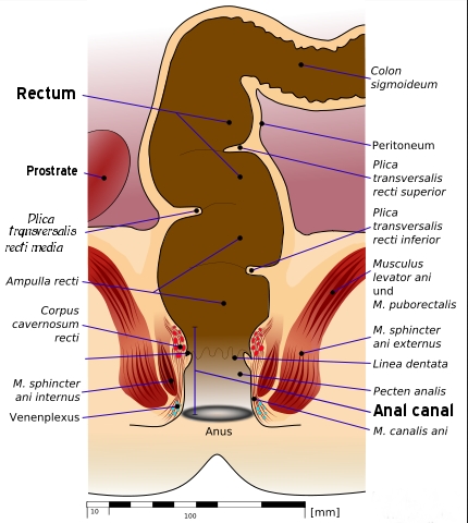 Я ректум анальный, я ректум банальный