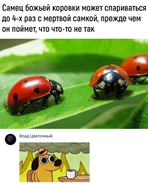 Тёмные силы выходят на свободу!