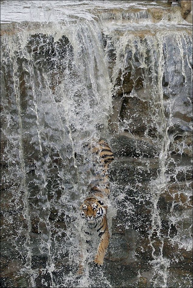 Как охлаждаются амурские тигры?