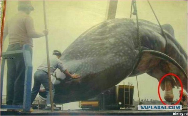 Китовая охота на Чукотке