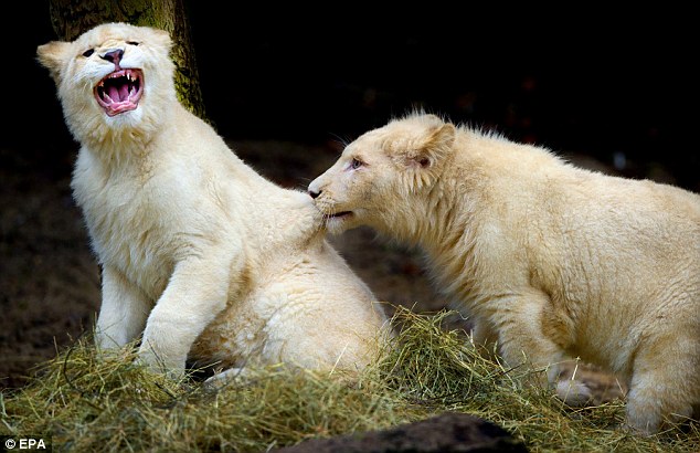 Семейка белых львов